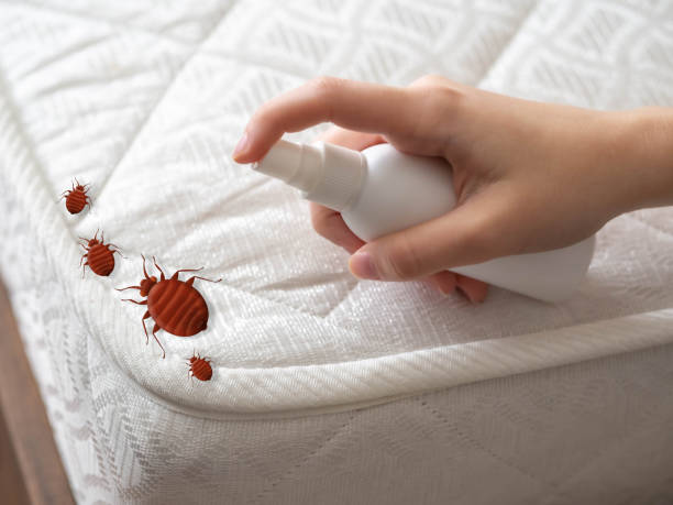 Reliable Colorado City, AZ Pest Control Solutions